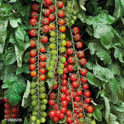 Baishnab Tomato seed 34ps  mcXR 95034PIECE-thumb0