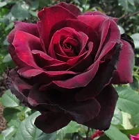 Baishnab Rose Plant Rose Plant (Black Red)-thumb1