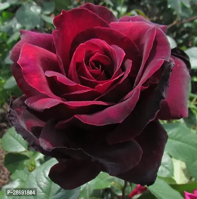 Baishnab Rose Plant Rose Plant (Black Red)-thumb2