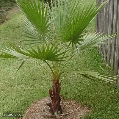 Baishnab Areca Palm Plants 80-thumb0