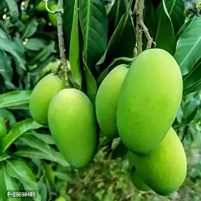 Baishnab Mango Plant Sweet Mango Plant (008)-thumb0