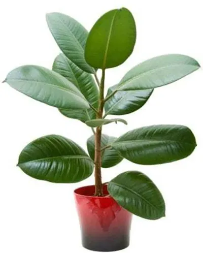 Best Selling Plant & Planters 