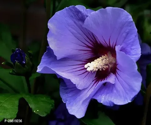 Baishnab  Blue hibiscus Hibiscus Plant-thumb0