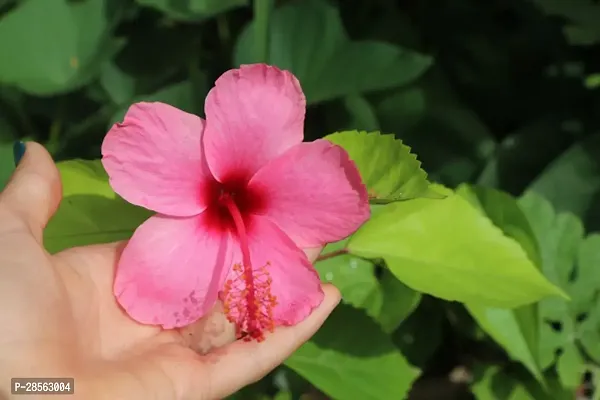 Baishnab Hibiscus Plant Checkered Hibiscus Plant-thumb2