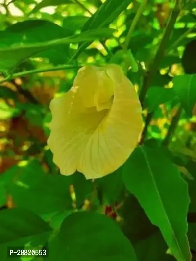 Baishnab  Yellow Aparajita Flower Plant With Pot Ap-thumb0
