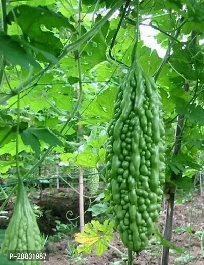 Baishnab kerala seed 20 parBitter gourd seeds pack of 20 seeds20PIECE-thumb0