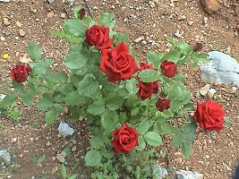 Baishnab Rose Plant Red Hybrid Rose Plant-thumb1