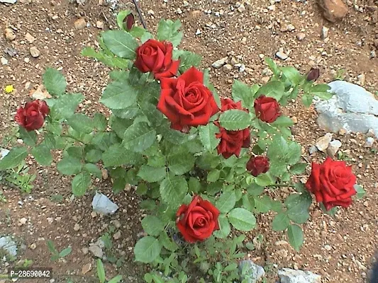 Baishnab Rose Plant Red Hybrid Rose Plant-thumb2