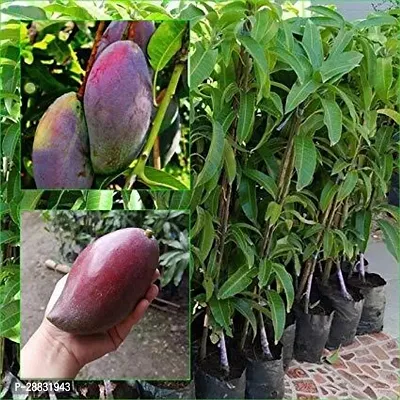 Baishnab  Chang mai mango plant grafted 1healthy l-thumb0