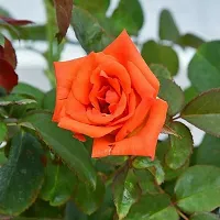 Baishnab Rose Plant Rose Flower Live Plant PG08-thumb1