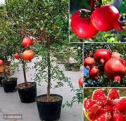 Baishnab  qq11 Pomegranate Plant