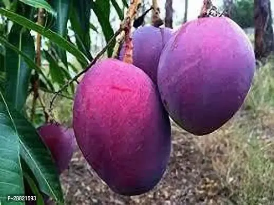 Baishnab  ROYAL BLACK STONE MANGO Mango Plant-thumb0