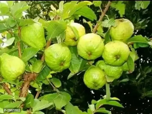 Baishnab  GUAVA PLANTS Guava Plant