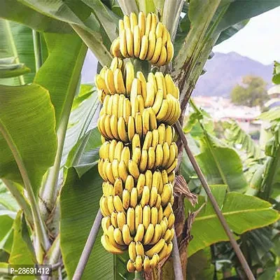 Baishnab Banana Plant YELLOW BANANA FRUIT PLANTS-thumb0