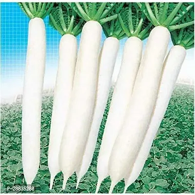 Baishnab Seed 250per packet XF484Seeds RADISH WHITE HYBRID VARIETY 250 Seed250PIECE-thumb0