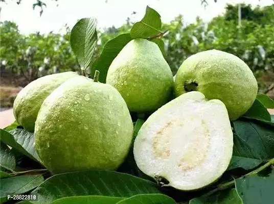 Baishnab  Guava PlantHybrid-thumb0