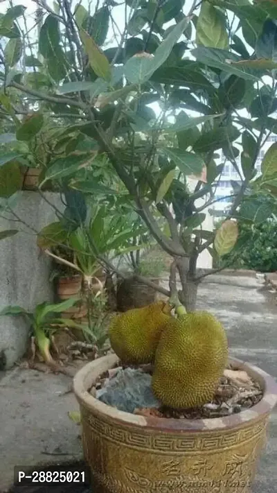 Baishnab  a01 Jack Fruit Plant