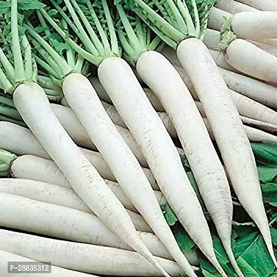 Baishnab Seed 1500per packet XF455 Organic Desi Pusa Chekti Long Radish Seeds 1500 Seed1500PIECE