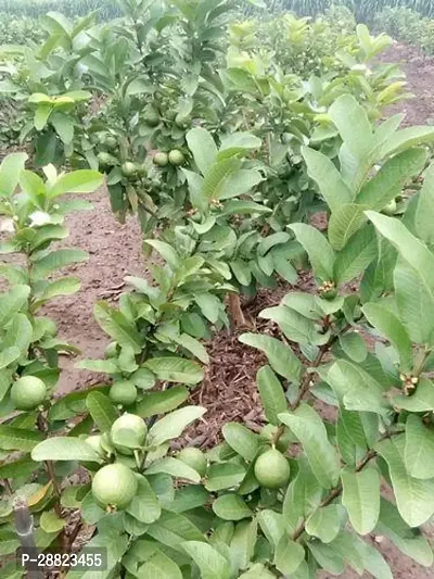 Baishnab  GuavaModelLalitplant CFO41 Guava Pl