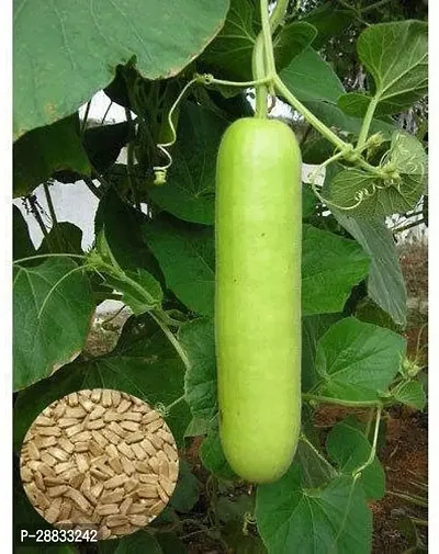 Baishnab Bottel gourd seed 50psseeds41PIECE-thumb2