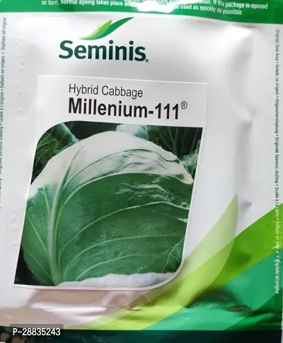 Baishnab Cabbage Seeds 10gm RBMillenium 111 10g10PIECE