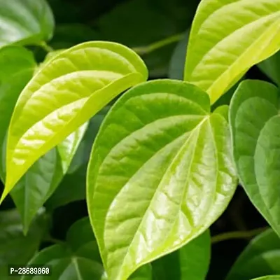 Baishnab Betel Leaf Plant BETEL LEAF PLANT TT3