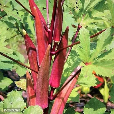 Baishnab Seed 50per packetXpl15650 Red Okra 4650PIECE