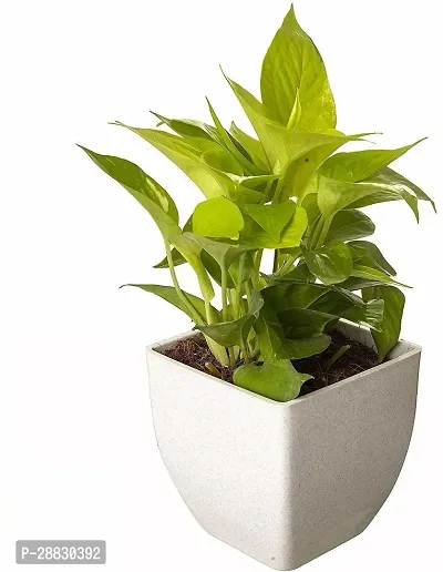 Baishnab  Money Plant With White Pot Money Plant