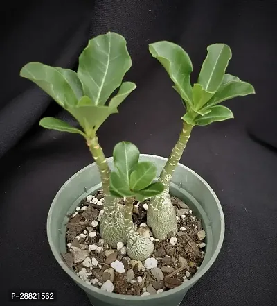 Baishnab  Adenium plant32 Adenium Plant-thumb0