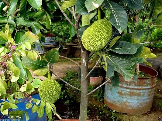 Baishnab  Jackfruit Live Plant DANG SURIYA THAILAND-thumb0