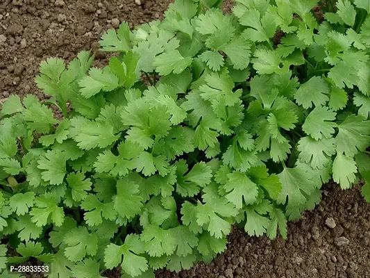 Baishnab Earth Seeds R 107Coriander231000PIECE-thumb0