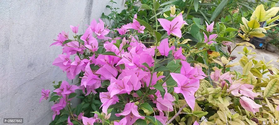 Baishnab  Bougainvillea Plant CF000171 Baugainvil-thumb0