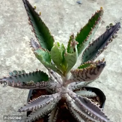 Baishnab  Mother of Millions plant Kalanchoe Plant