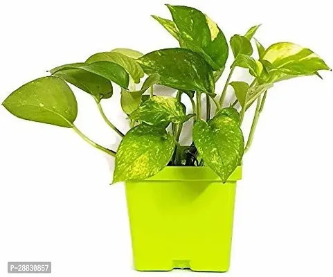 Baishnab  Natural PLANT Decorative Air Purifying Gr-thumb0