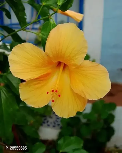 Baishnab Hibiscus Plant Hibiscus Yellow Live Flower Plant Disha-90010