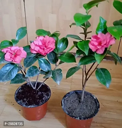 Baishnab  Camellia Flower Plant  B02 Rhoeo Plant