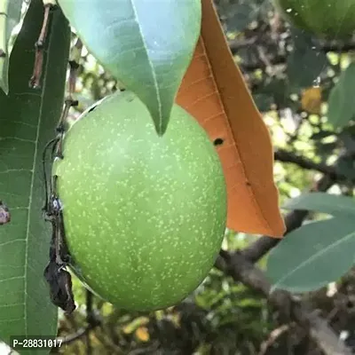Baishnab  kesar mango Mango Plant-thumb0