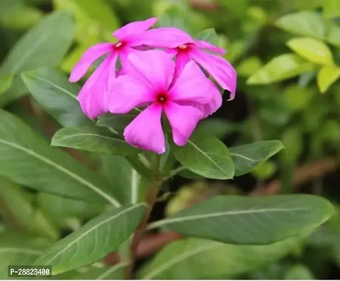 Baishnab  catharanthus plant Cannon Ball Tree Plant