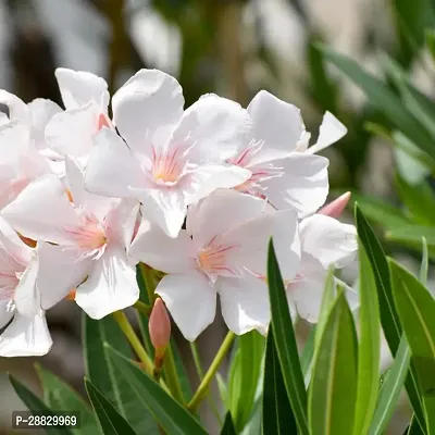 Baishnab  Olender Plant A8 Oleander Plant