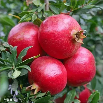 Baishnab Pomegranate Plant DALIM PLANT-thumb0