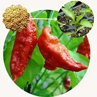 Baishnab Chilli seed 550ps mc gyyuGreen Chilli Big   Moti Laal Mirch Seeds   MR10112550PIECE-thumb2