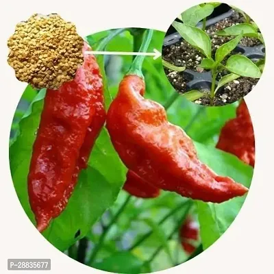 Baishnab Chilli seed 550ps mc gyyuGreen Chilli Big   Moti Laal Mirch Seeds   MR10112550PIECE-thumb3