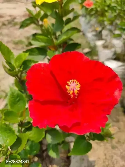 Baishnab  hx11 Hibiscus Plant