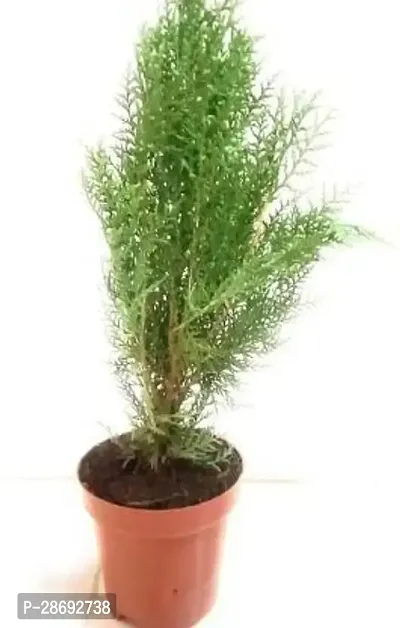 Baishnab PlatycladusMorpankhi Plant ThujaMorpankhiThujas - Outdoor Decorative Live Plant-thumb0