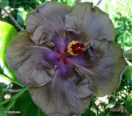 Baishnab  Hybrid Hibiscus Flower Live PlantCF330