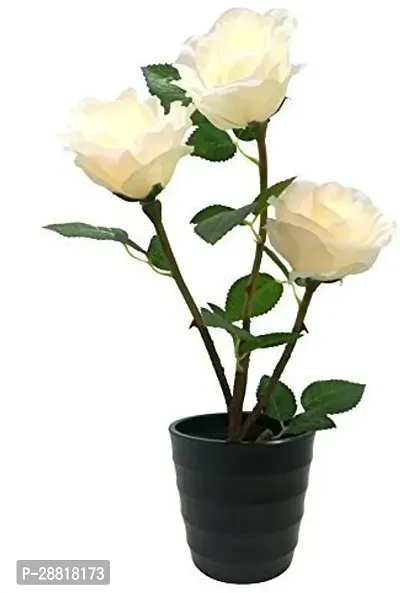 Baishnab  royal White Rose Rose Plant-thumb0