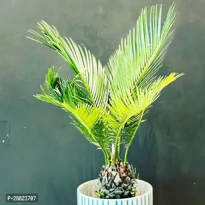 Baishnab  Cycas Revoluta Plant Live Plant CF83 Cy