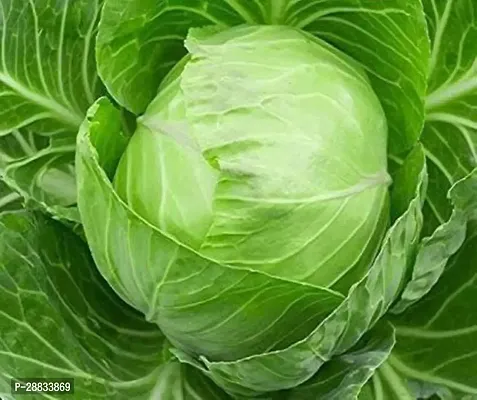 Baishnab Cabbage seed fc 230psCabbage Seeds230PIECE