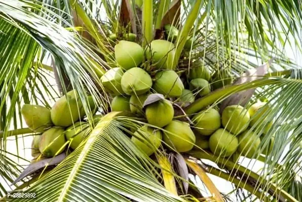 Baishnab  Premium Coconut Live Plant CF65 Coconut