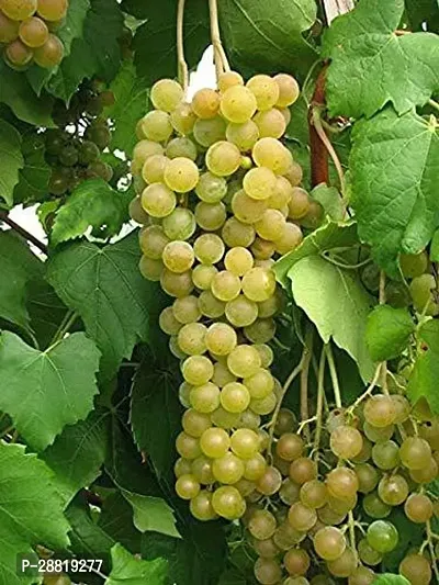 Baishnab  GREEN GRAPES PLANT05 Grapes Plant